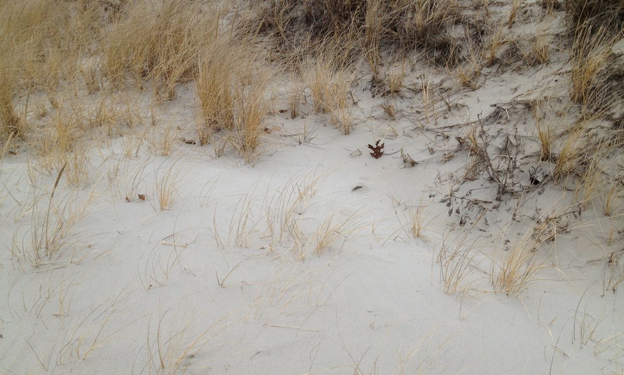 seagrass_cropped