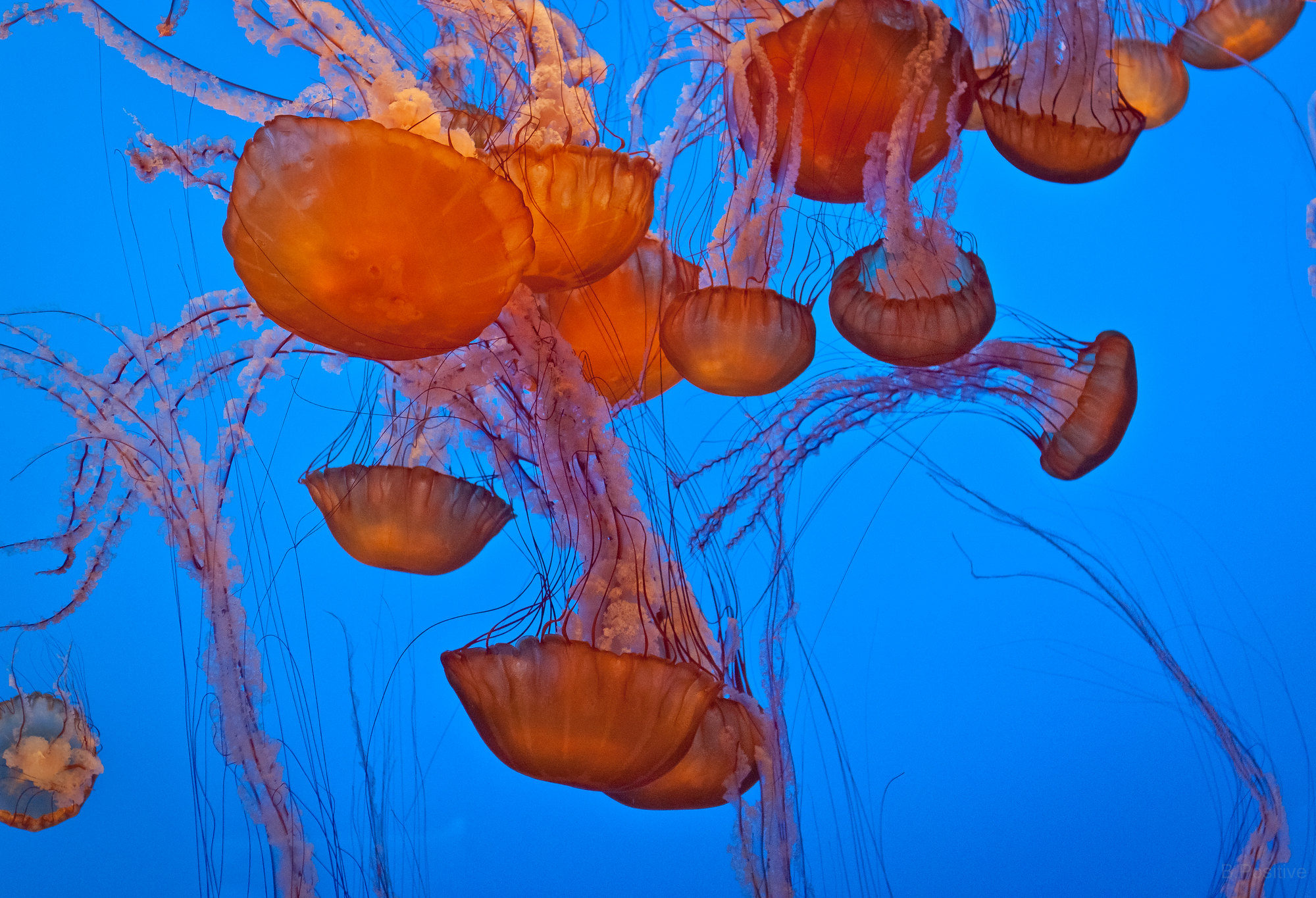 Jellyfish appear orange against a blue background