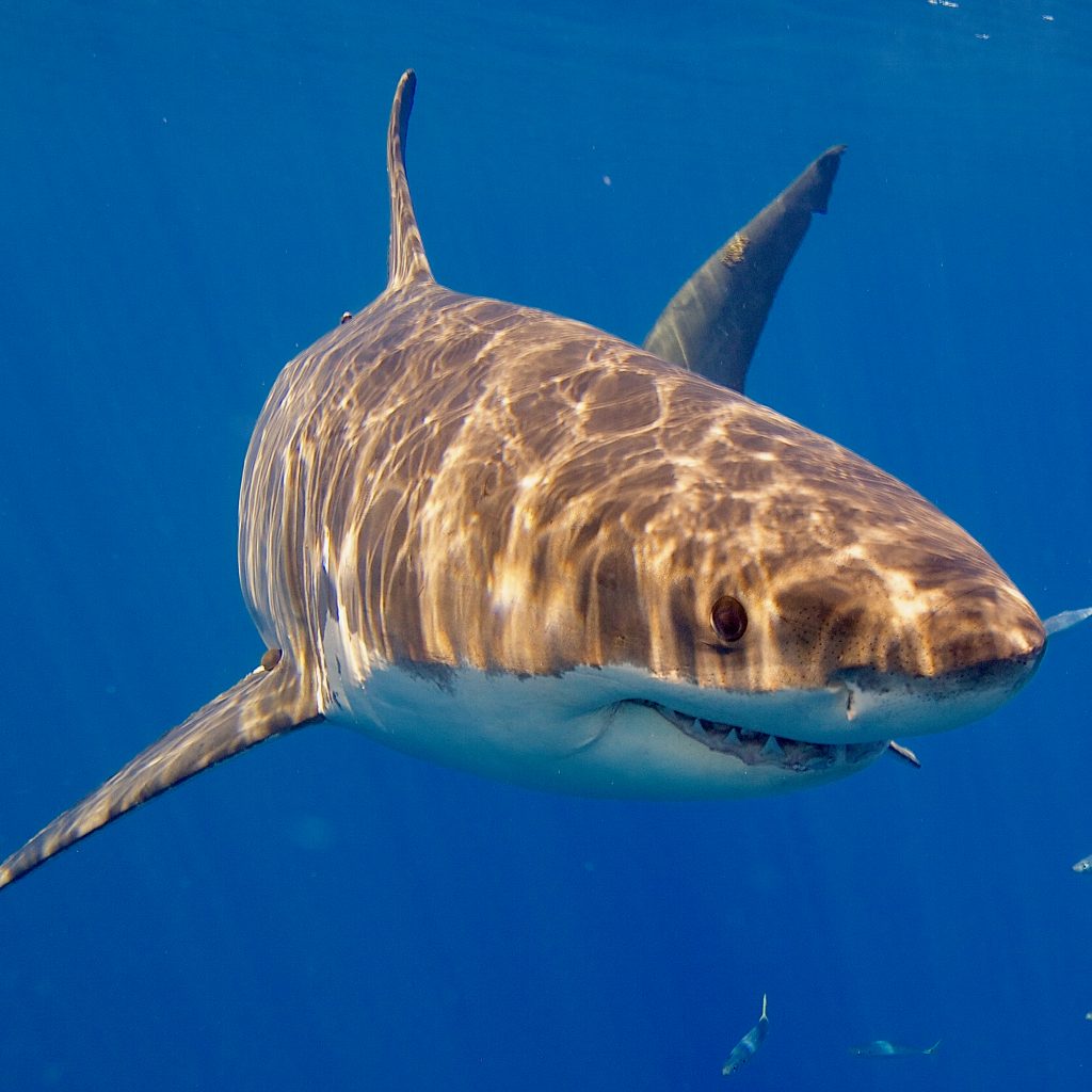 Great White Shark