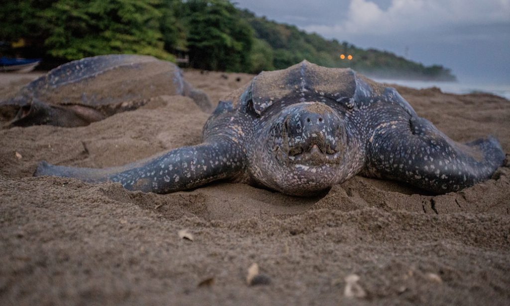 Leatherback_turtle_nesting_on_a_beach_in_Grande_Riviere