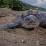 Leatherback_turtle_nesting_on_a_beach_in_Grande_Riviere