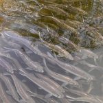 Fish called alewives swim under the surface of a pond