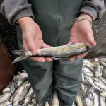 A fish called an alewife being held in a man's hands as he stands in a pile of recently harvested fish