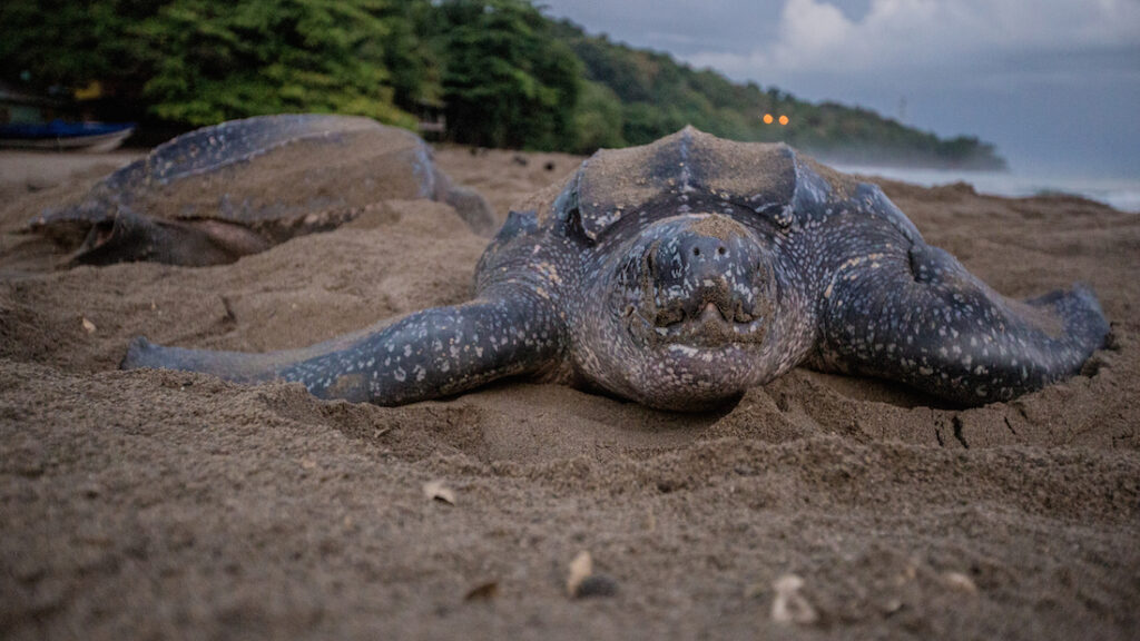 A leatherback turtle nesting on a beach at dusk.